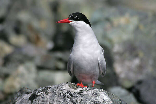 Image of Antarctic Tern