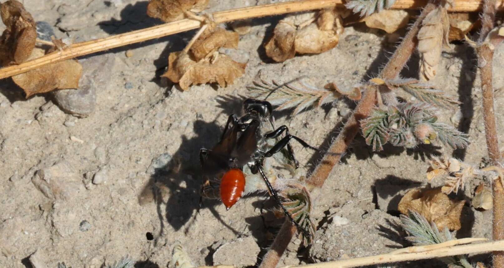 Image of Mud dauber