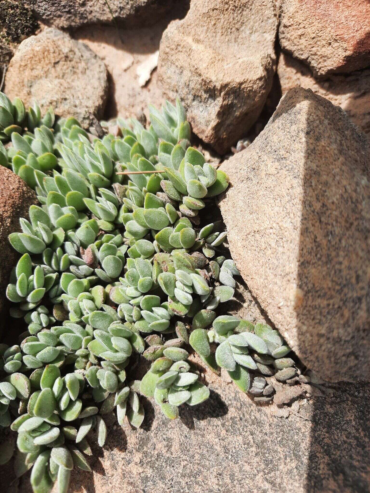 Image of Crassula lanuginosa Harv.