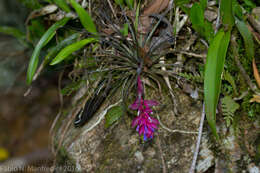 Image of Airplant