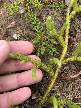 Image of Spinulum annotinum subsp. alpestre