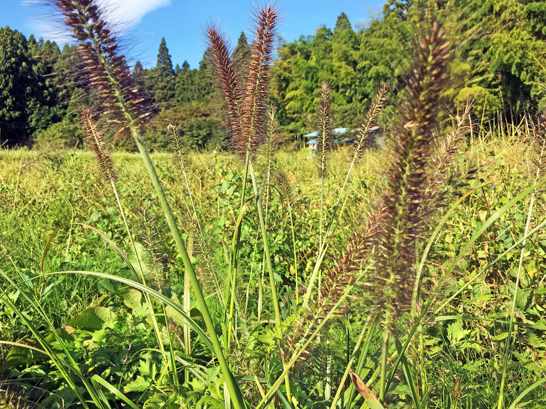 Sivun Cenchrus alopecuroides (L.) Thunb. kuva