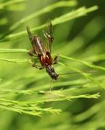 Image of Spruce Shortwing Beetle