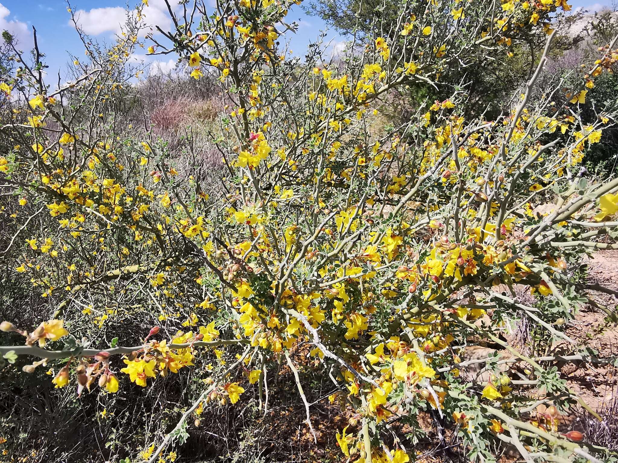 Image of Texas paloverde