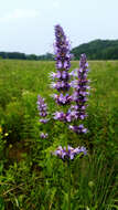 Imagem de Agastache foeniculum (Pursh) Kuntze