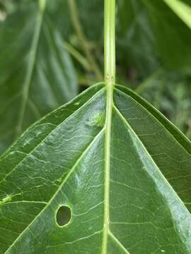 Image of Claoxylon hillii Benth.