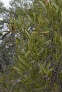 Image of Capparis loranthifolia var. loranthifolia