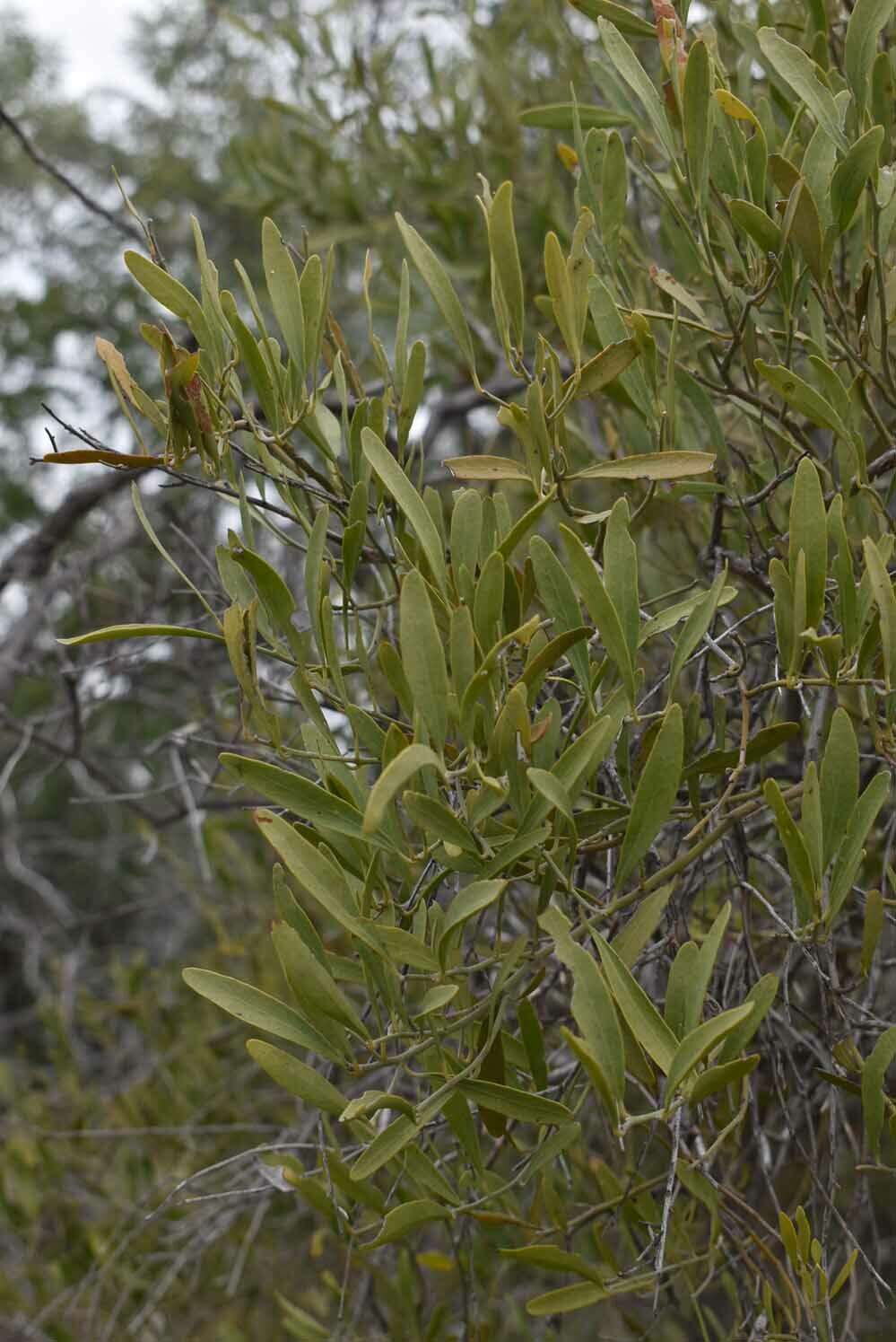 Image de Capparis loranthifolia var. loranthifolia