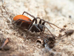 Image of Castianeira walsinghami (O. Pickard-Cambridge 1874)