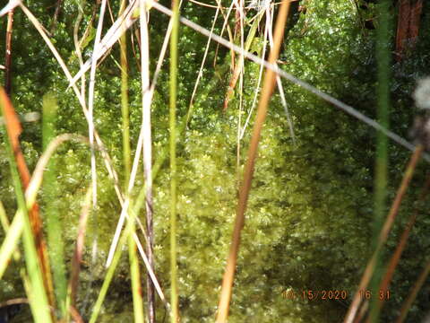 Sivun Sphagnum fitzgeraldii Renauld & Cardot ex Lesquereux & T. P. James 1884 kuva