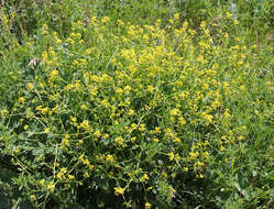 Image of perennial bastardcabbage