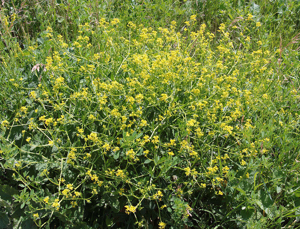 Image of perennial bastardcabbage