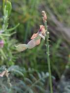 Plancia ëd Hedysarum boveanum subsp. europaeum Guitt. & Kerguelen