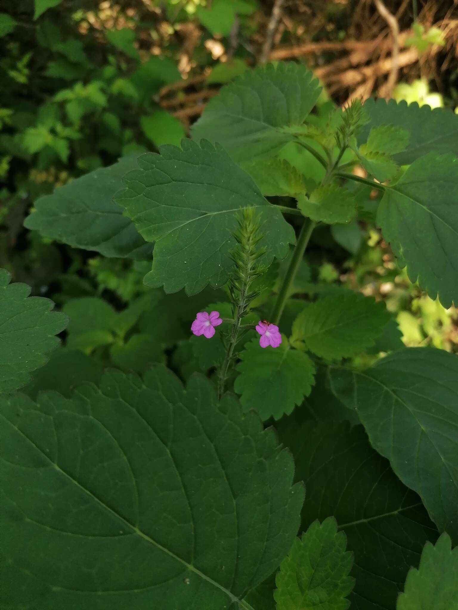 Plancia ëd Bouchea prismatica (L.) Kuntze