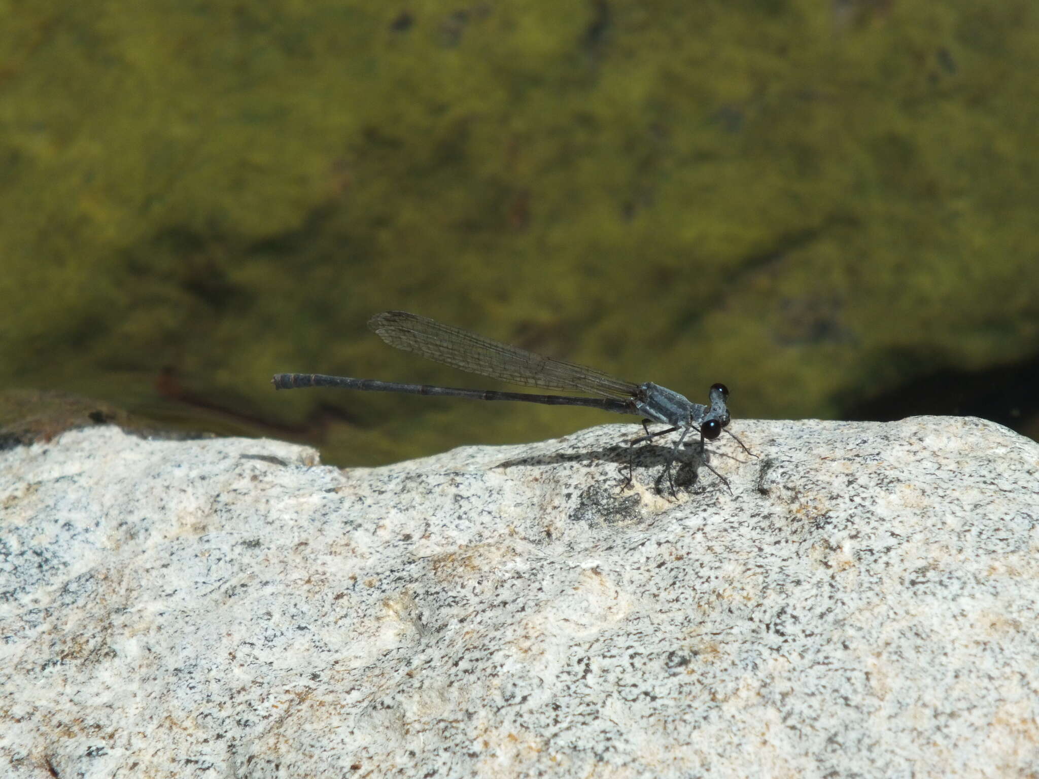 Image of Arabineura khalidi (Schneider 1988)