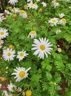 Plancia ëd Argyranthemum broussonetii (Pers.) C. J. Humphries