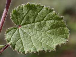 Image of Abutilon fraseri (Hook.) Walp.