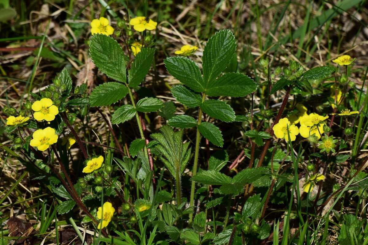 صورة Potentilla fragarioides L.