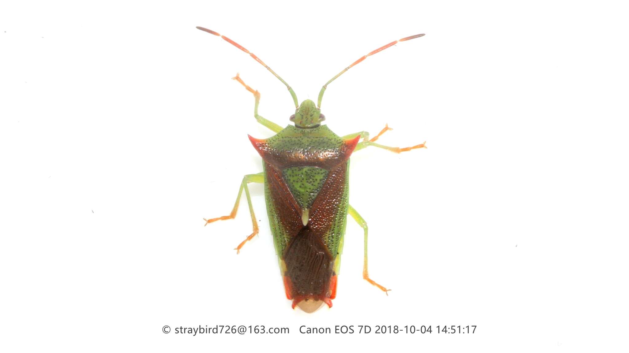 Image of <i>Acanthosoma nigrodorsum</i>