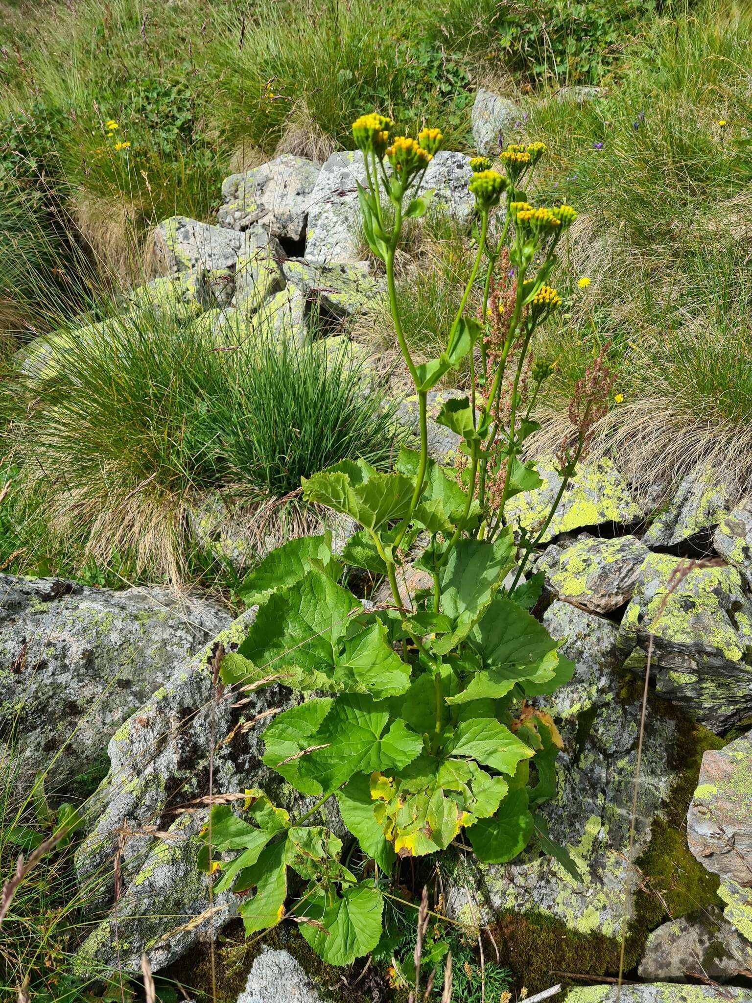 Image of Caucasalia pontica (K. Koch) Greuter