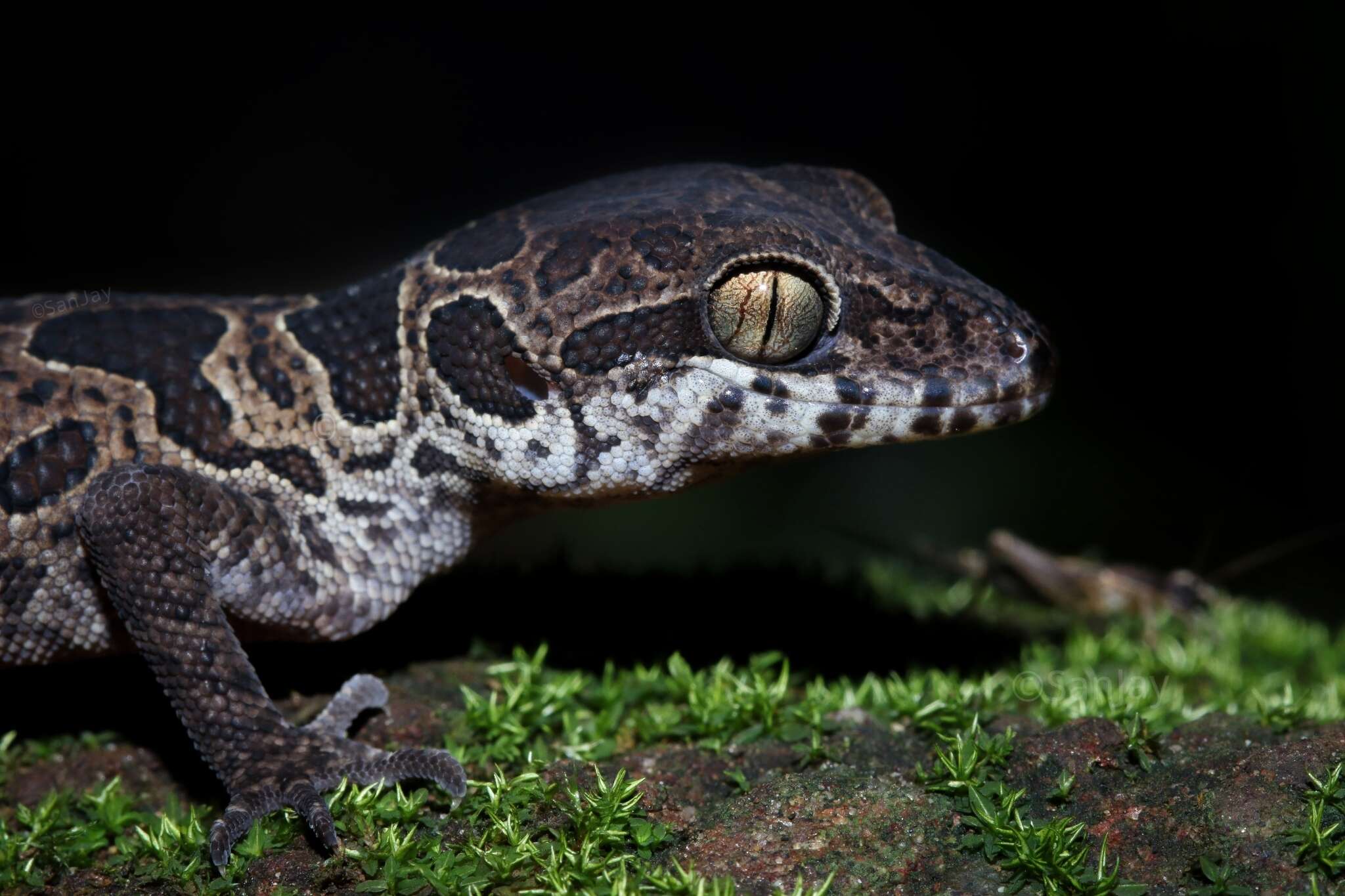 Слика од Cyrtodactylus jeyporensis (Beddome 1878)