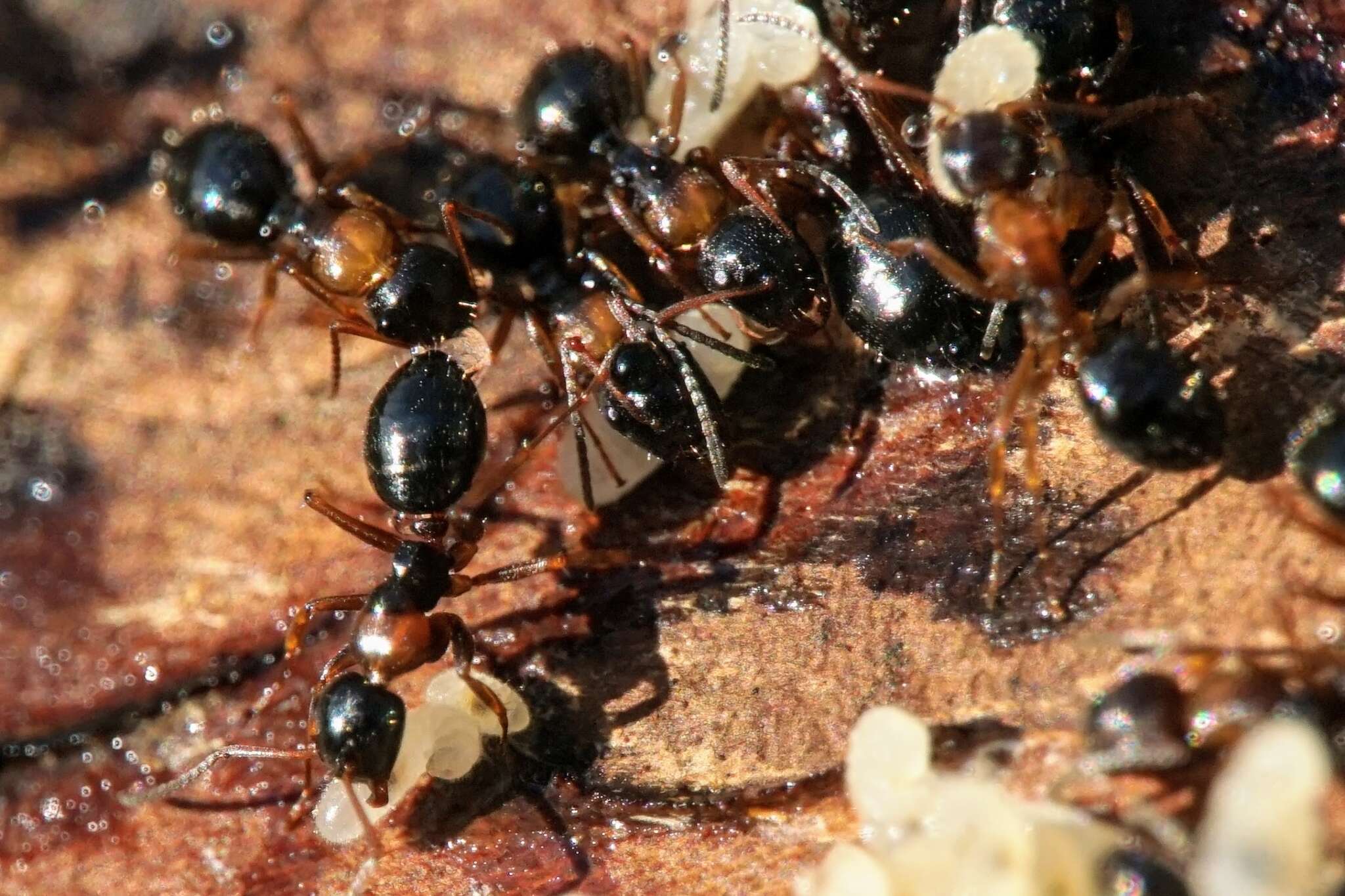 Plancia ëd Camponotus dalmaticus (Nylander 1849)