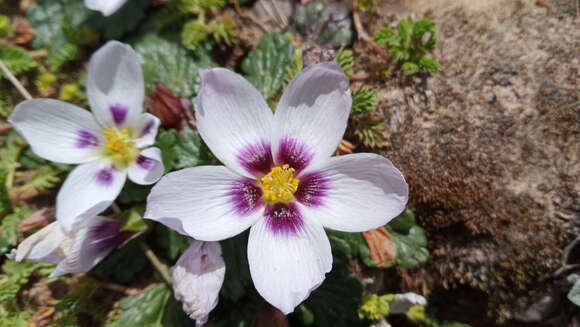 Image of Acaulimalva nubigena (Walp.) Krapov.