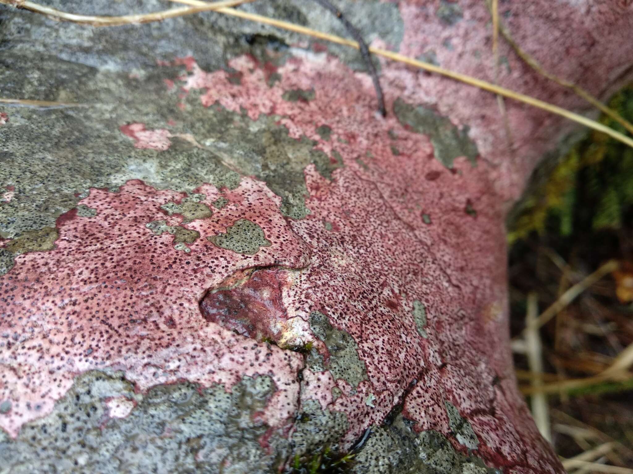 Image of wart lichen