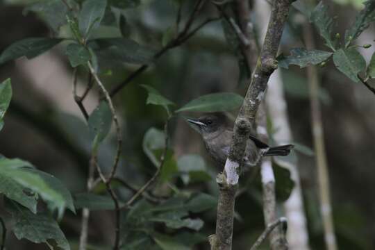 Image of Shrikebill