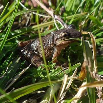 Imagem de Scinax granulatus (Peters 1871)