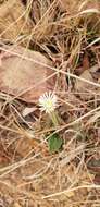 Gerbera viridifolia (DC.) Sch. Bip. resmi