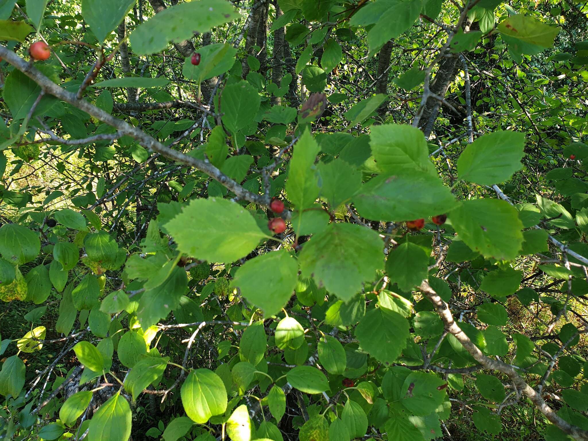 Image of Brainerd's hawthorn