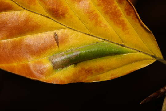 Plancia ëd Phyllonorycter maestingella (Müller 1764)