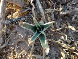 Plancia ëd Agave brunnea S. Watson