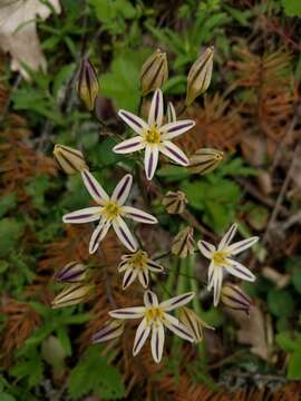 Image of Henderson's triteleia