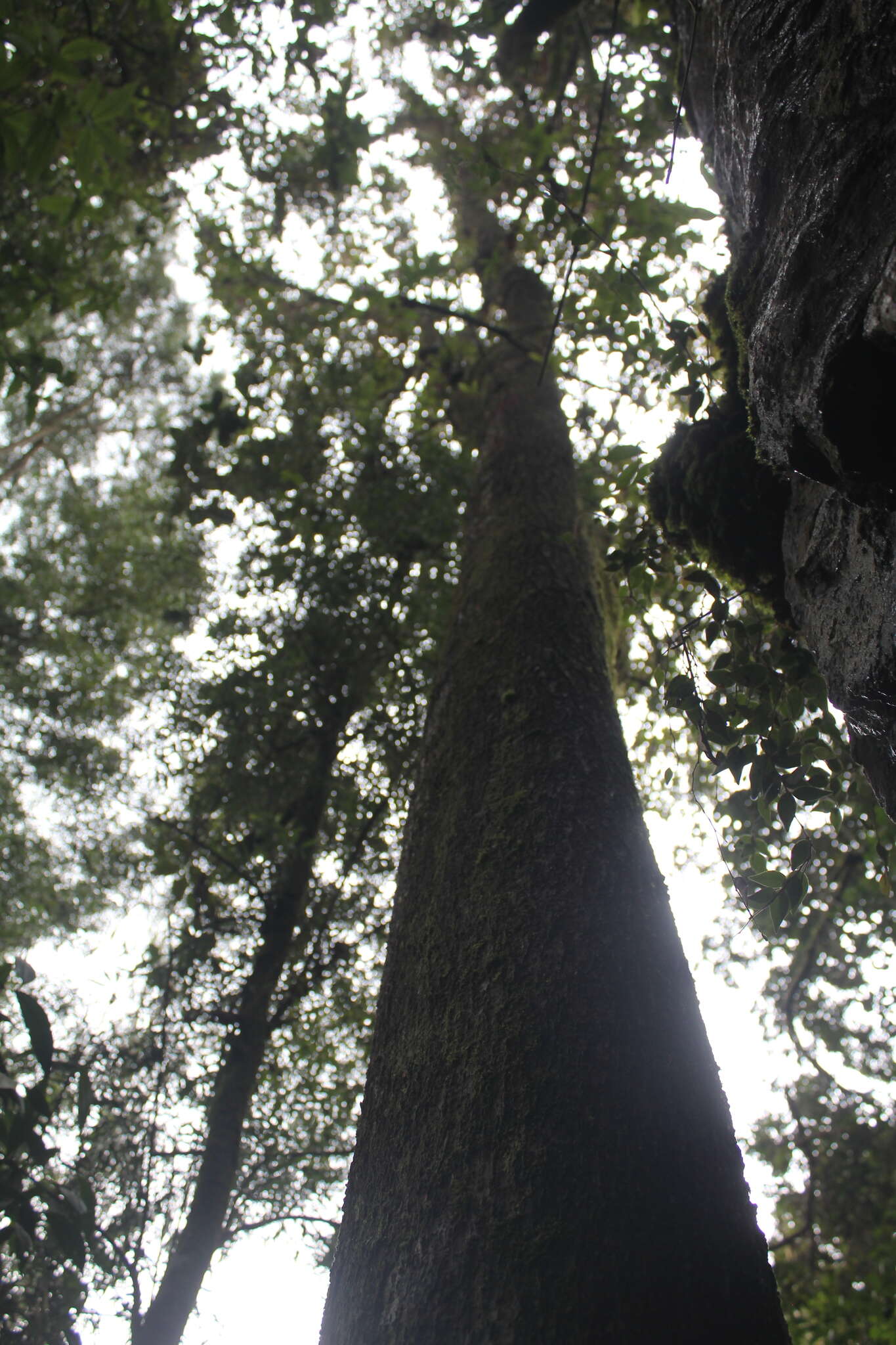 Ficus gigantosyce Dugand的圖片