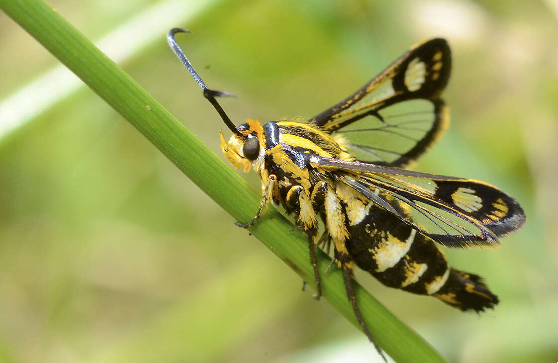 Image of Pyropteron triannuliformis (Freyer 1843)