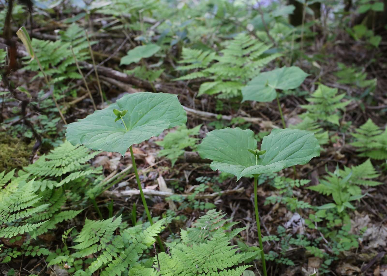 Image of Trillium apetalon Makino