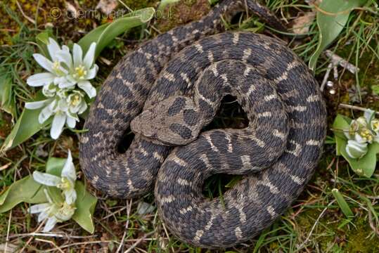 Image of Mount Bulgar Viper