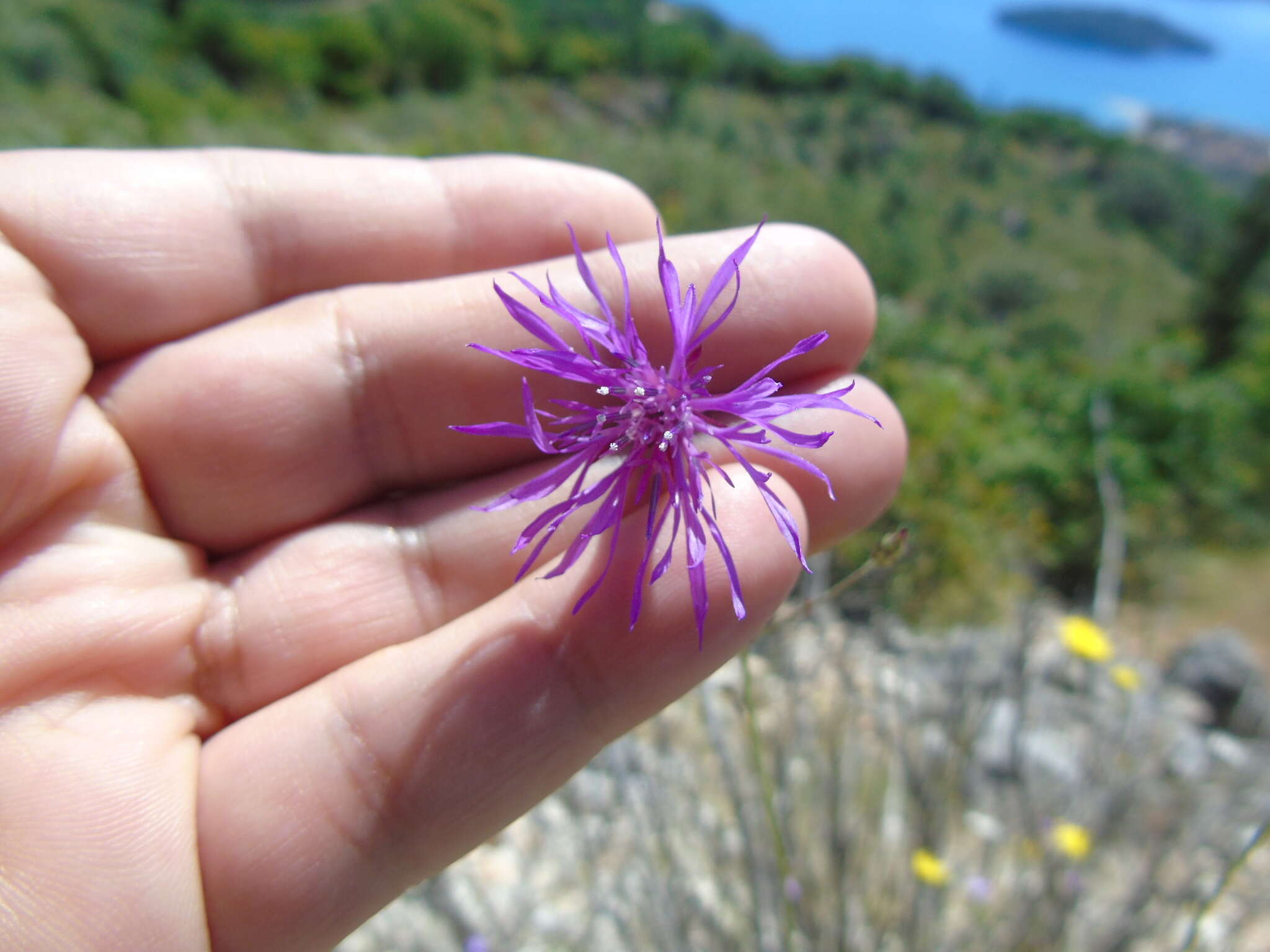 Image de Crupina crupinastrum (Moris) Vis.