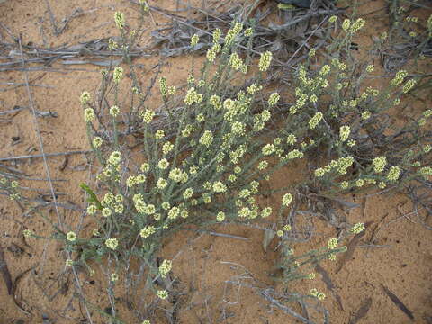 Image of Trichogyne repens (L.) A. A. Anderberg