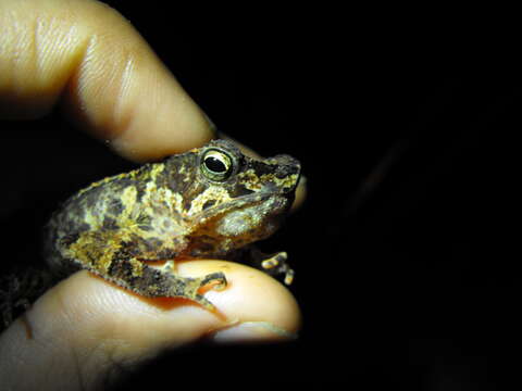 Image of Rhinella margaritifera (Laurenti 1768)