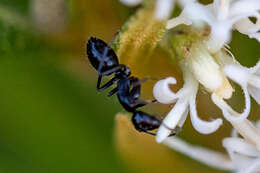 Image de Camponotus werthi Forel 1908