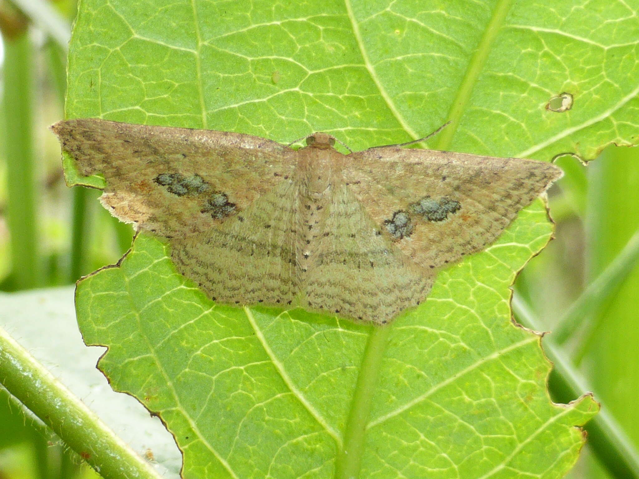 Image of Epicyme rubropunctaria (Doubleday 1843)