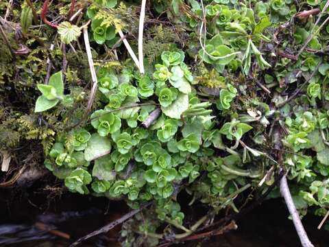 Plancia ëd Chrysosplenium oppositifolium L.