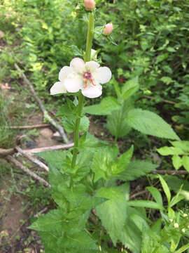 Imagem de Verbascum blattaria L.