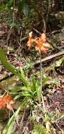 Imagem de Hippeastrum puniceum (Lam.) Voss