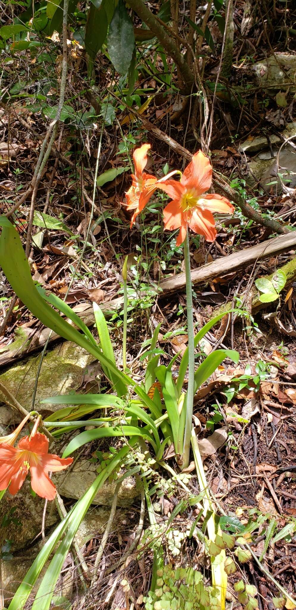 Image of Barbados lily