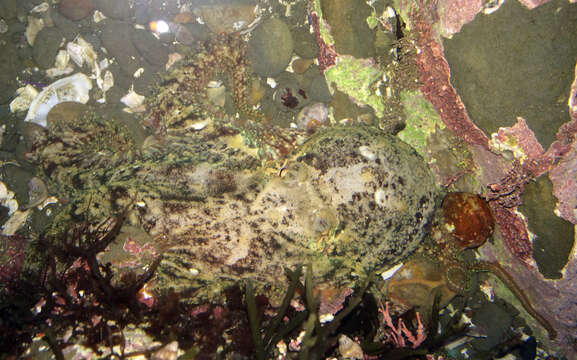 Image of East Pacific red octopus