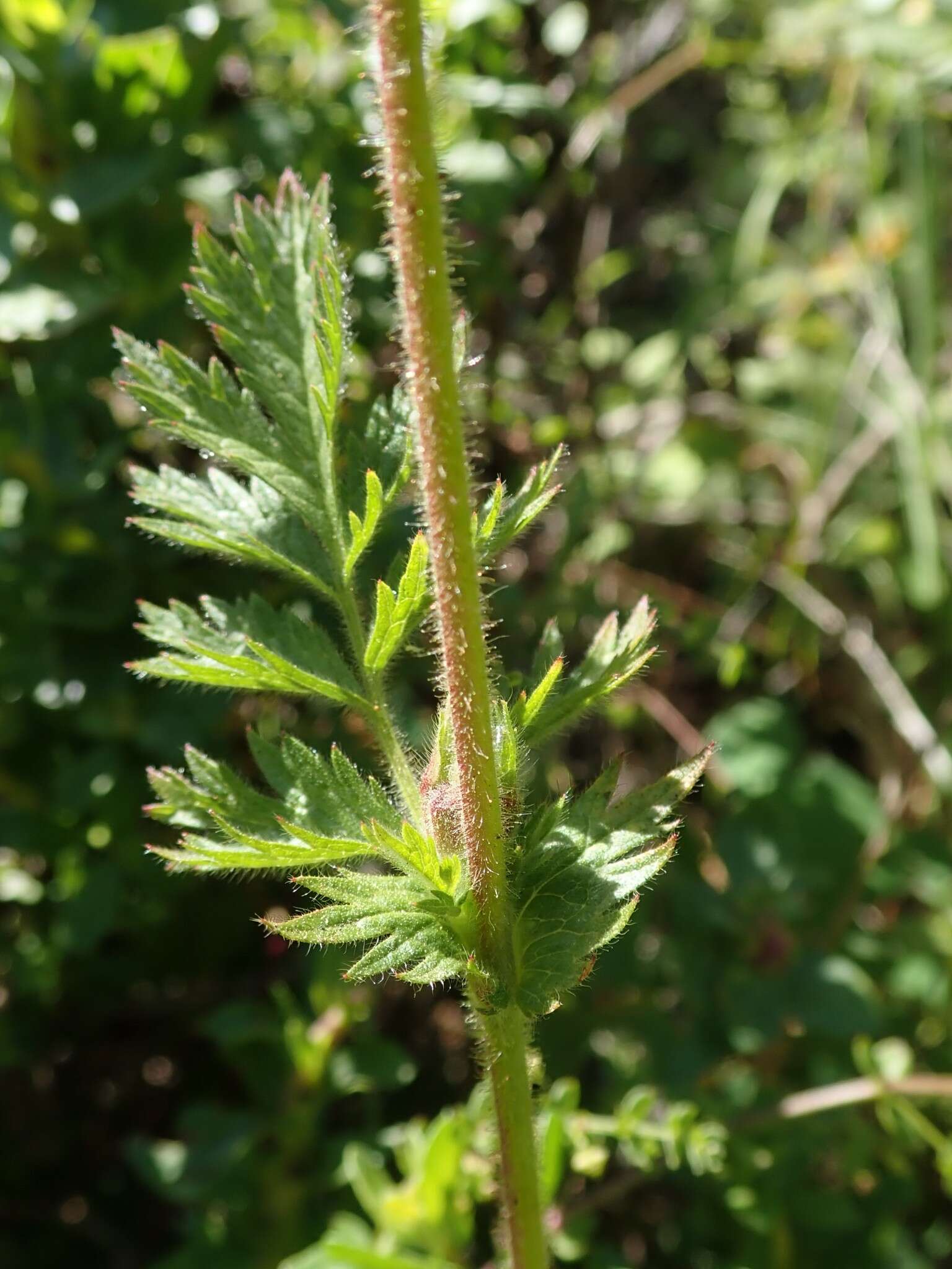 Слика од Horkelia californica Cham. & Schltdl.